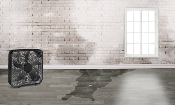 Best Flood restoration services  in Roodhouse, IL